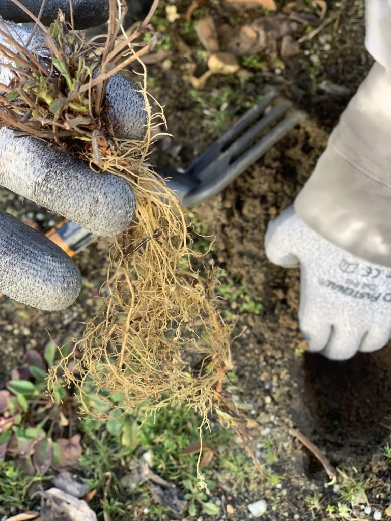 hortiterapia uczniowie sadzą pierwsze rośliny