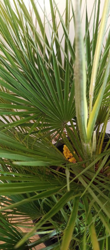 hortiterapia zimą w sps7 rybnik