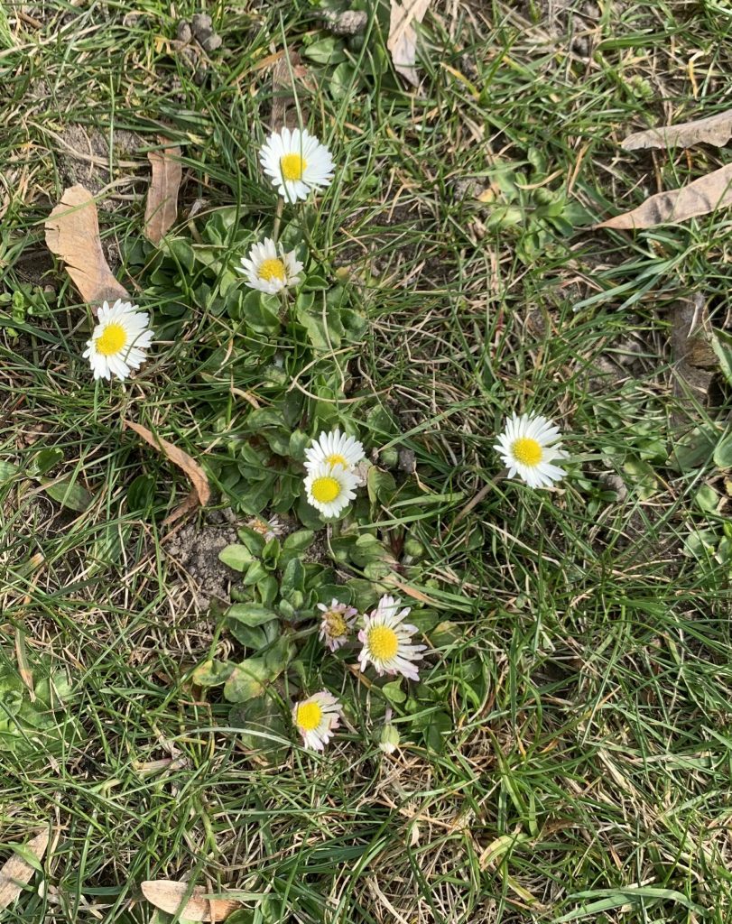 hortiterapia uczniowie szukają pierwszych oznak wiosny w szkolnym ogrodzie sps7 rybnik