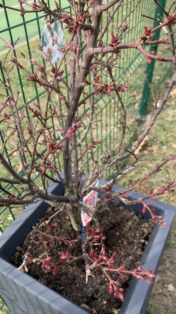 hortiterapia uczniowie szukają pierwszych oznak wiosny w szkolnym ogrodzie sps7 rybnik