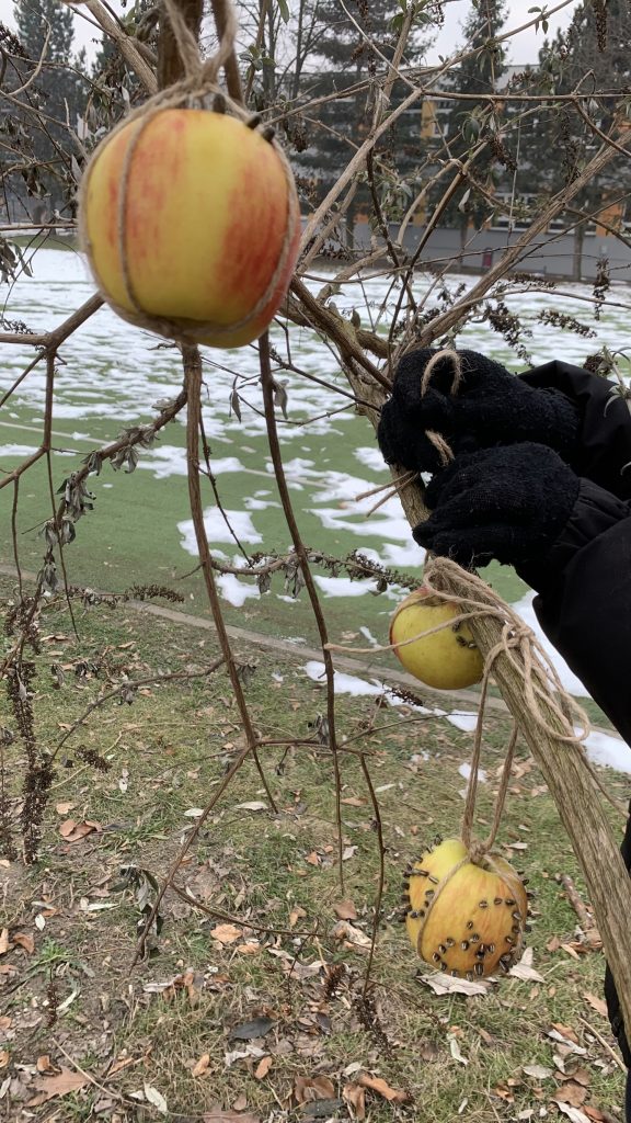 hortiterapia sps7 rybnik uczniowie przygotowują naturalne karmniki