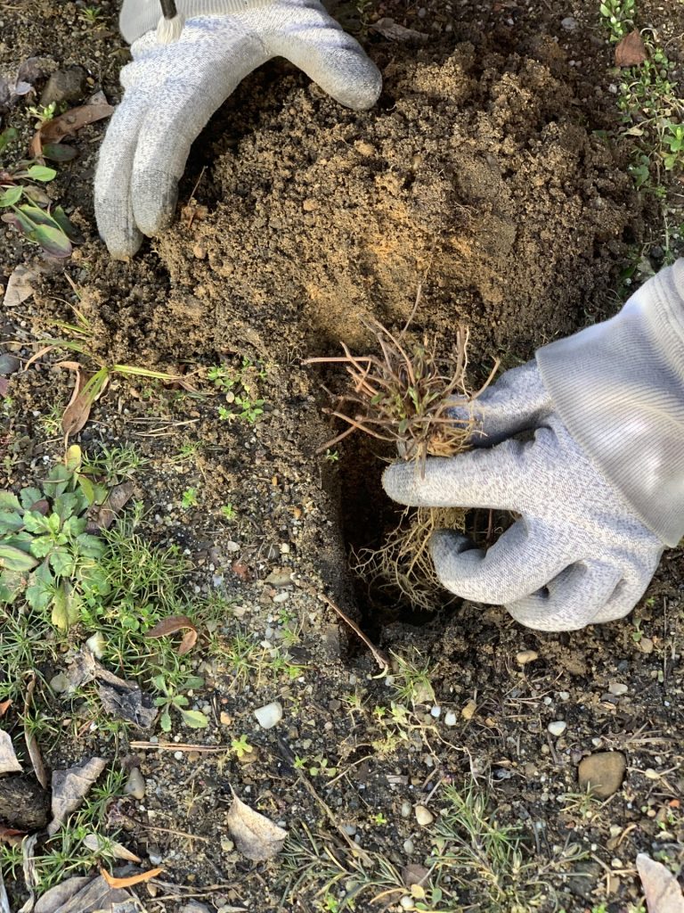 hortiterapia uczniowie sadzą pierwsze rośliny