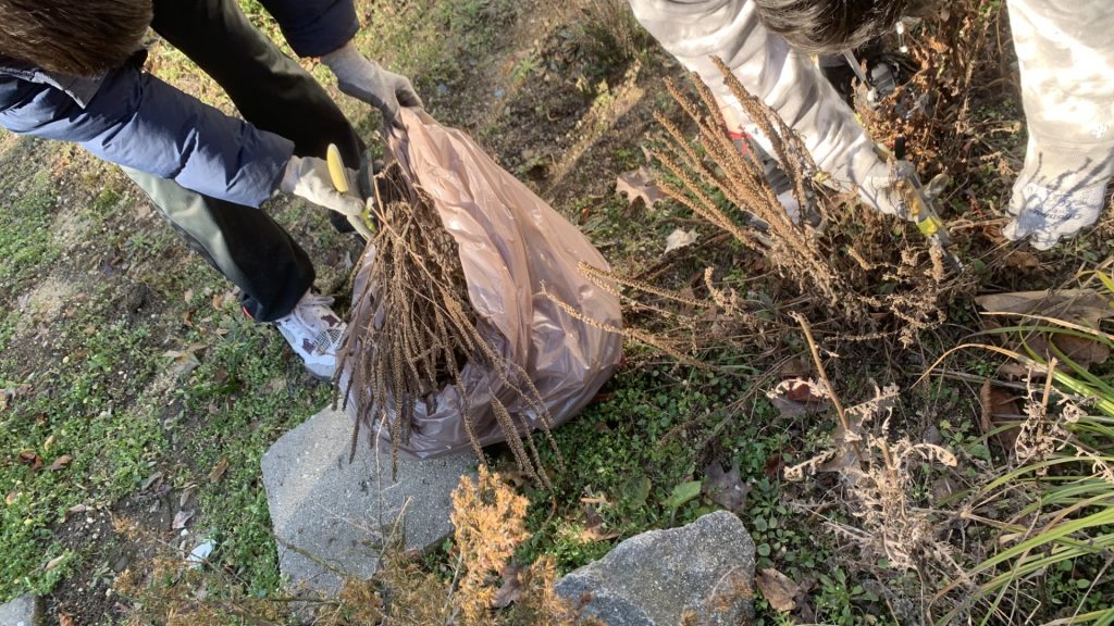 hortiterapia uczniowie usuwają suche części roślin