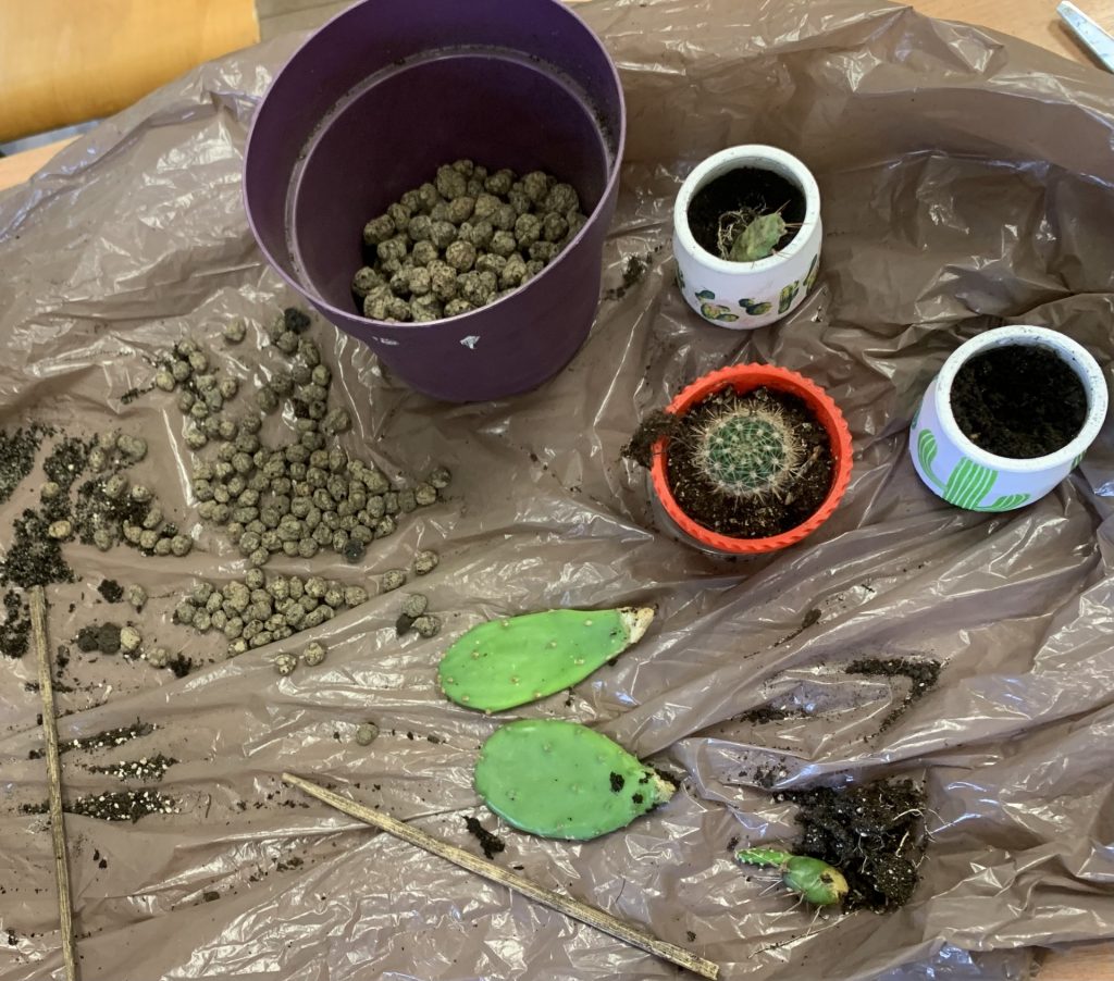 hortiterapia zimą w sps7 rybnik