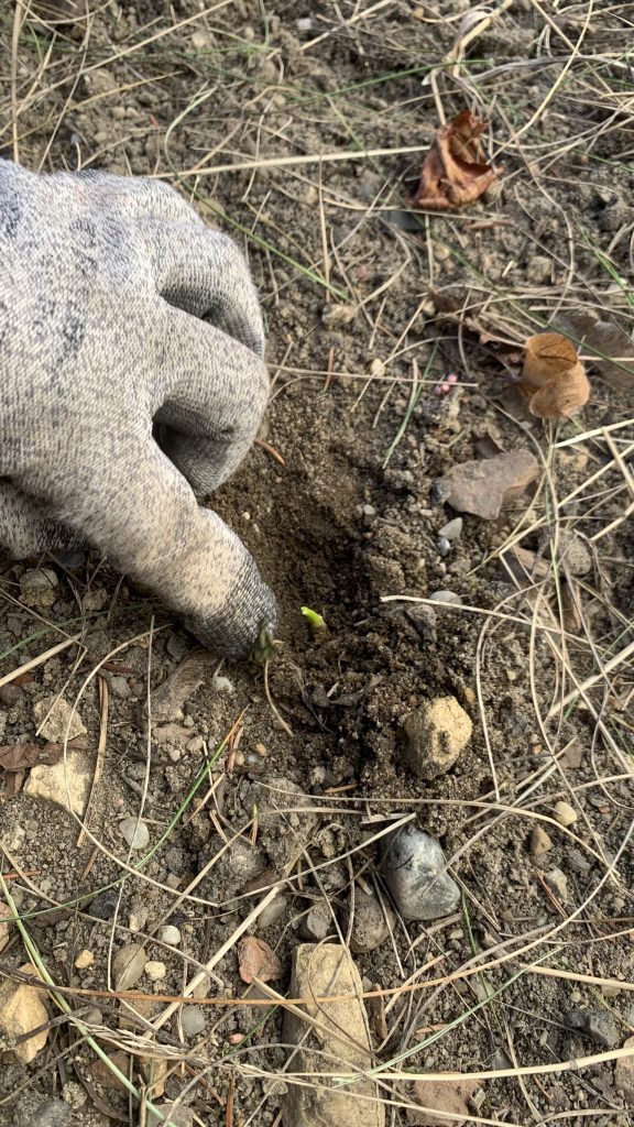 hortiterapia uczniowie sadzą pierwsze rośliny