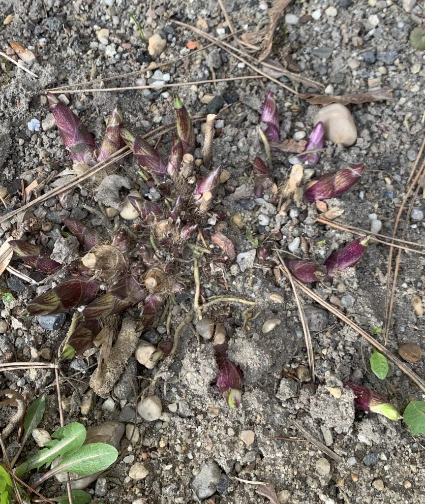 hortiterapia uczniowie szukają pierwszych oznak wiosny w szkolnym ogrodzie sps7 rybnik