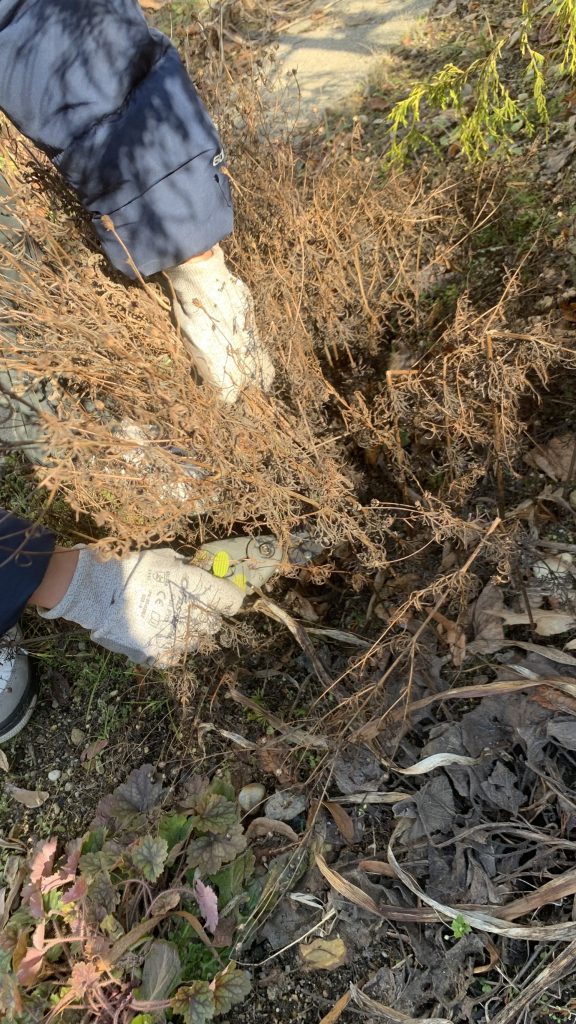 hortiterapia uczniowie usuwają suche części roślin