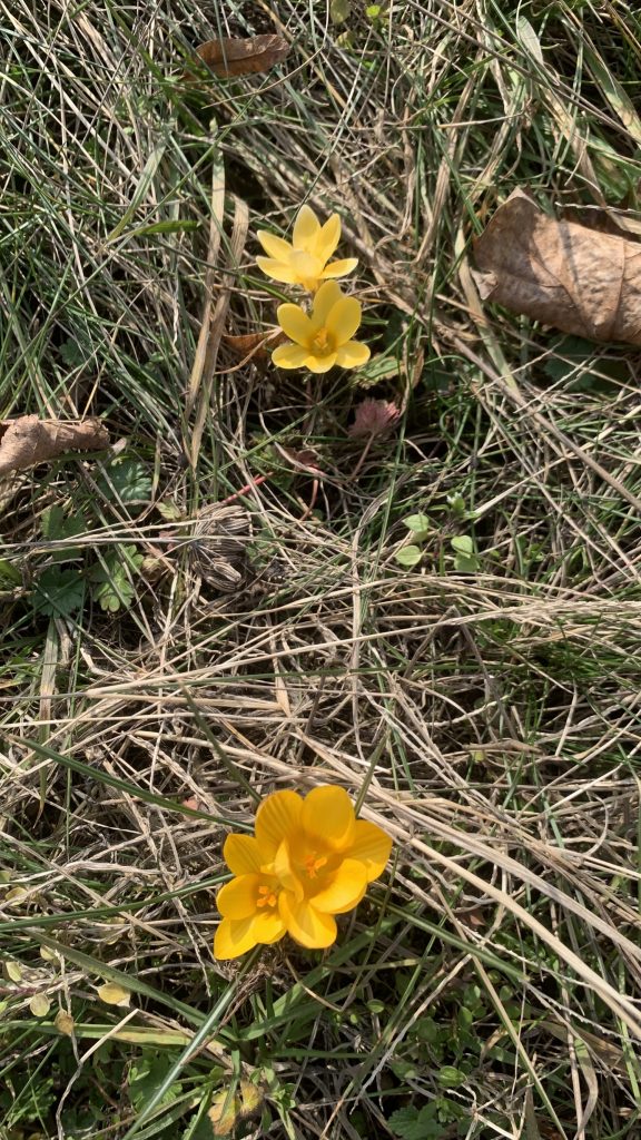 hortiterapia uczniowie szukają pierwszych oznak wiosny w szkolnym ogrodzie sps7 rybnik