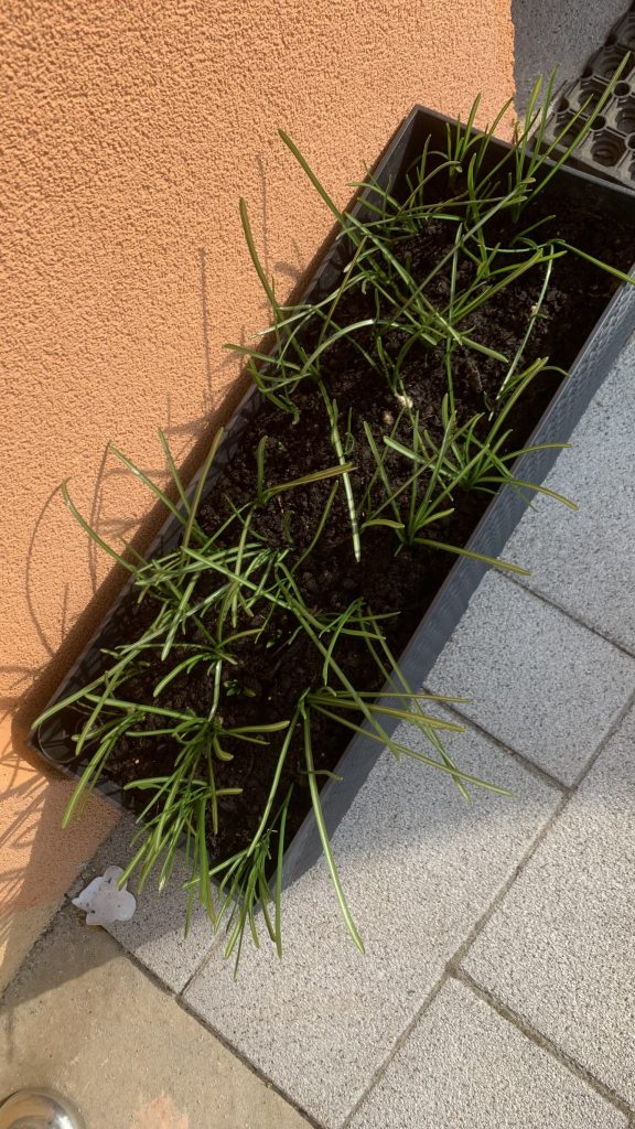 uczniowie sieją nasiona kopru i oleandrów oraz sadzą pestki oliwek w skrzynkach balkonowych
