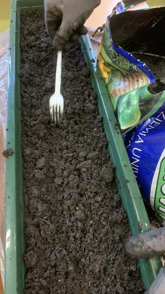 uczniowie sieją nasiona kopru i oleandrów oraz sadzą pestki oliwek w skrzynkach balkonowych